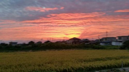 ひいたんの夕焼け-1.jpg